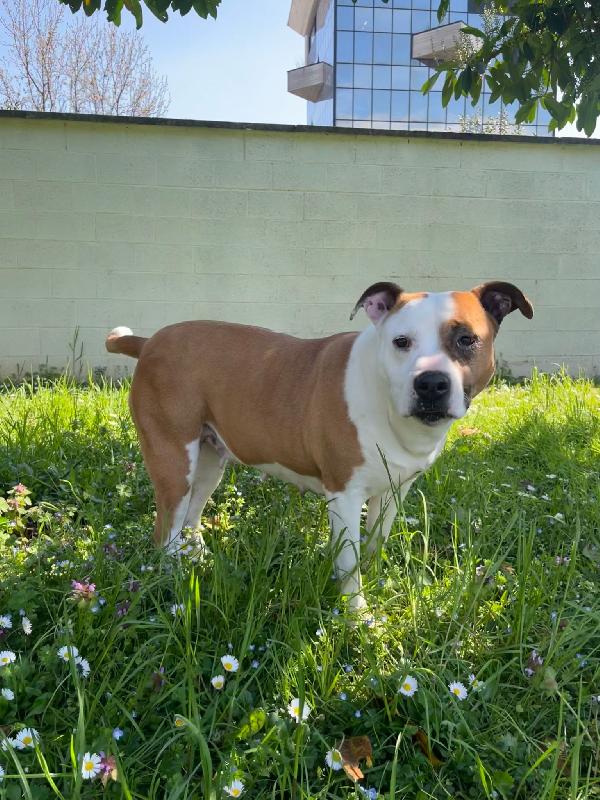 Maya Amstaff